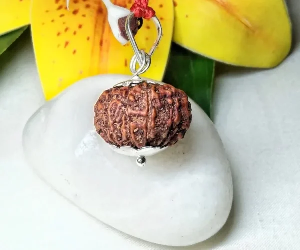 11 Mukhi Rudraksha