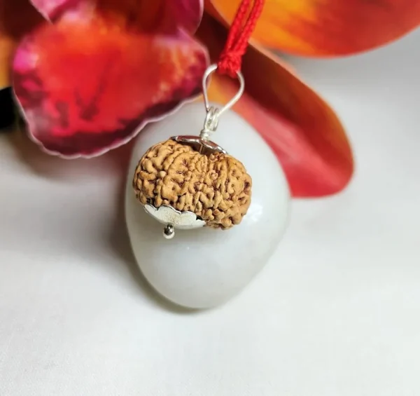11 Mukhi Rudraksha