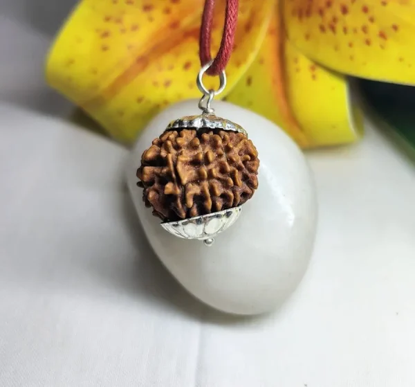 11 Mukhi Rudraksha