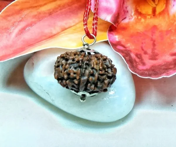 11 Mukhi Rudraksha