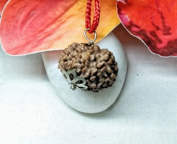 11 Mukhi Rudraksha