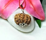 11 Mukhi Rudraksha