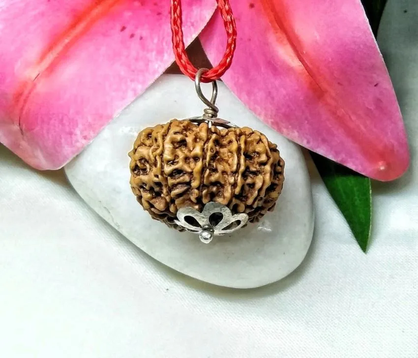 11 Mukhi Rudraksha