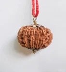 11 Mukhi Rudraksha