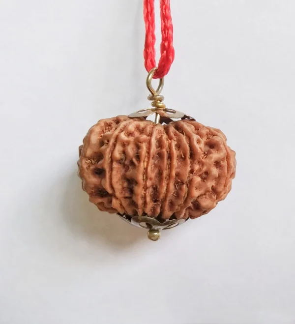 11 Mukhi Rudraksha