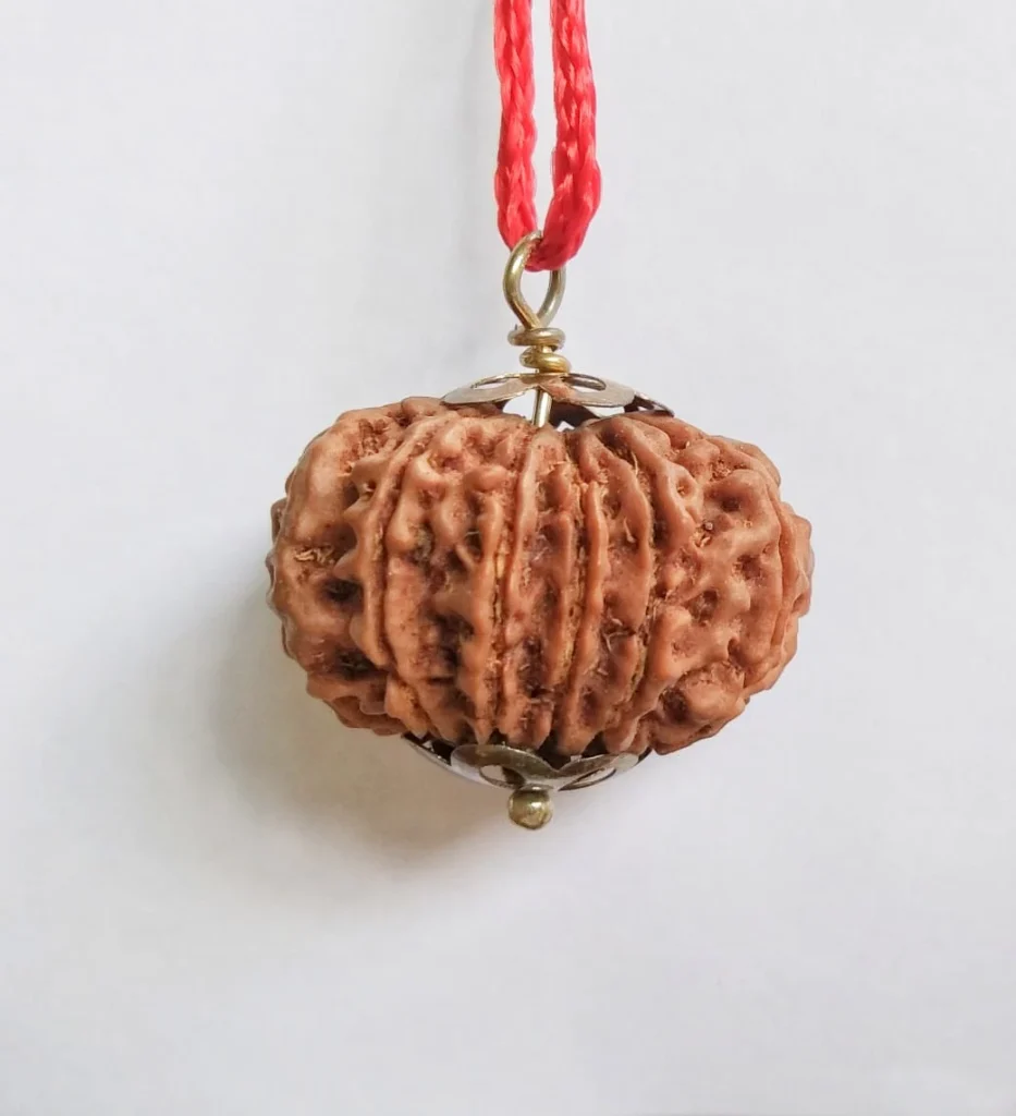 11 Mukhi Rudraksha