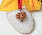 11 Mukhi Rudraksha