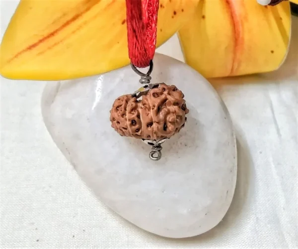 11 Mukhi Rudraksha