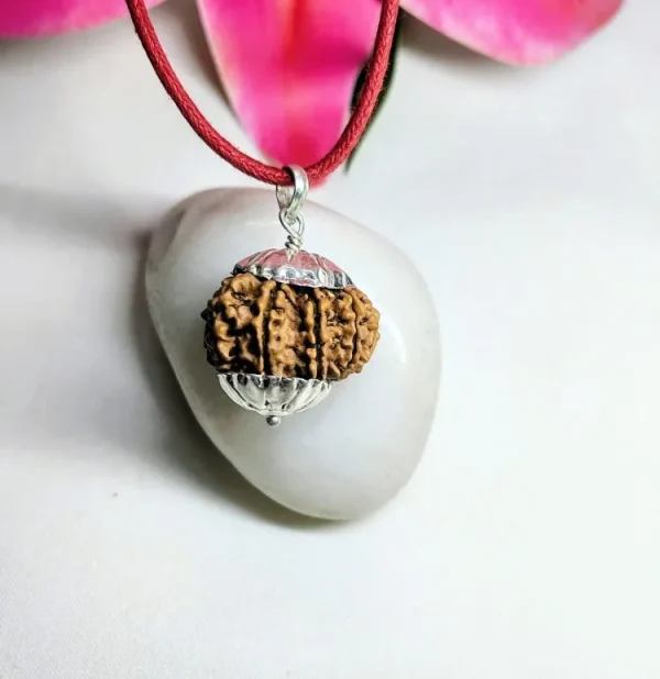 11 Mukhi Rudraksha