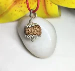 11 Mukhi Rudraksha