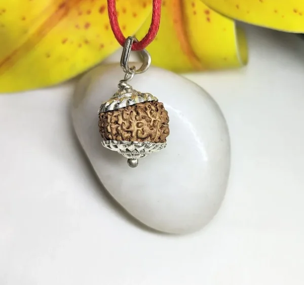 11 Mukhi Rudraksha