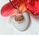 11 Mukhi Rudraksha
