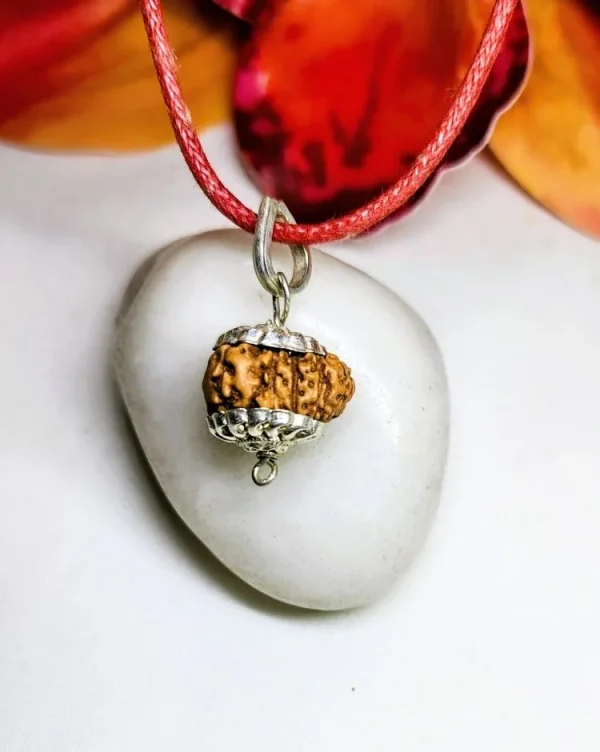 11 Mukhi Rudraksha