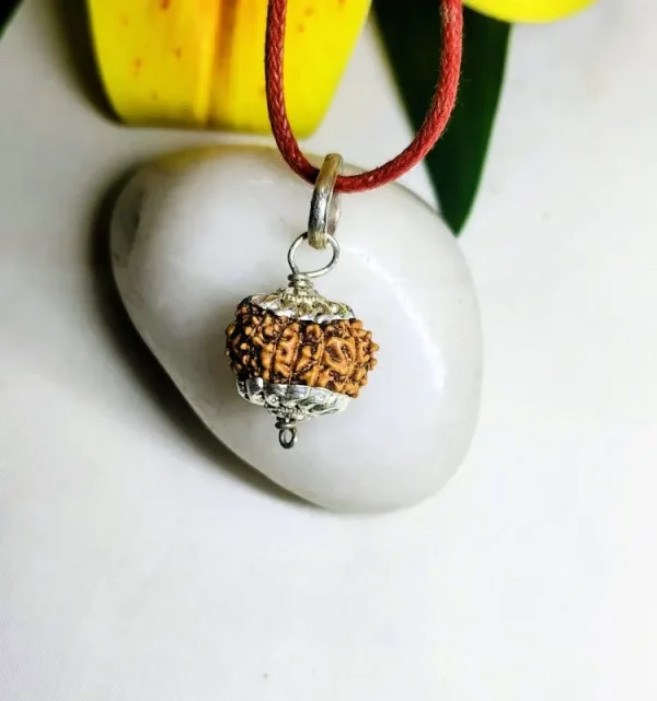 11 Mukhi Rudraksha