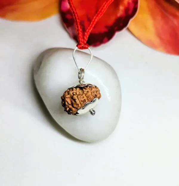 11 Mukhi Rudraksha