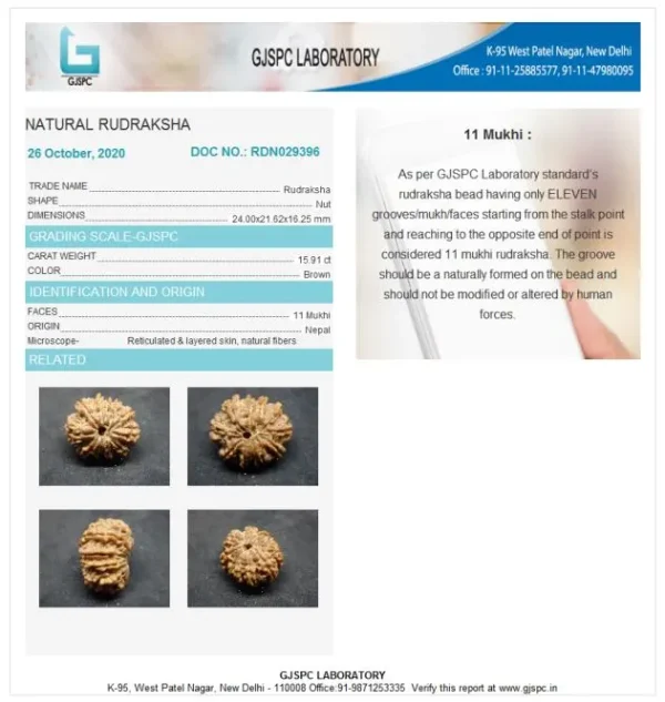 11 Mukhi Certificate
