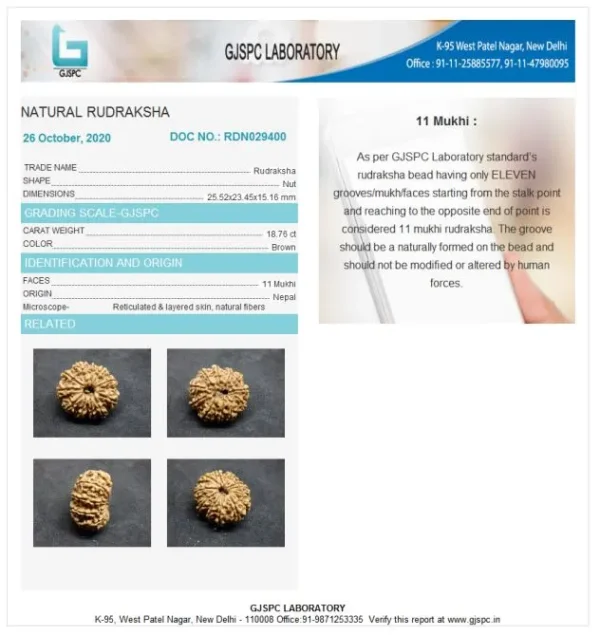 11 Mukhi Certificate