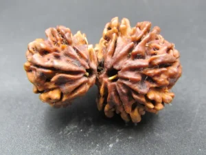 11 Mukhi Gaurishankar Rudraksha