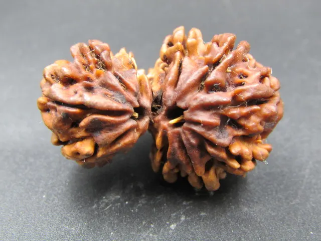 11 Mukhi Gaurishankar Rudraksha