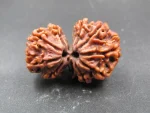 11 Mukhi Gaurishankar Rudraksha
