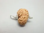 11 Mukhi Rudraksha