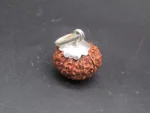 11 Mukhi Rudraksha