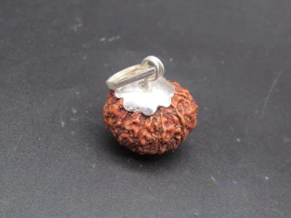 11 Mukhi Rudraksha