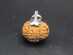 11 Mukhi Rudraksha