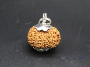 11 Mukhi Rudraksha
