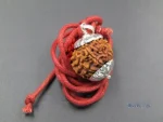 11 Mukhi Rudraksha