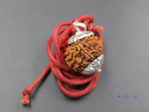 11 Mukhi Rudraksha