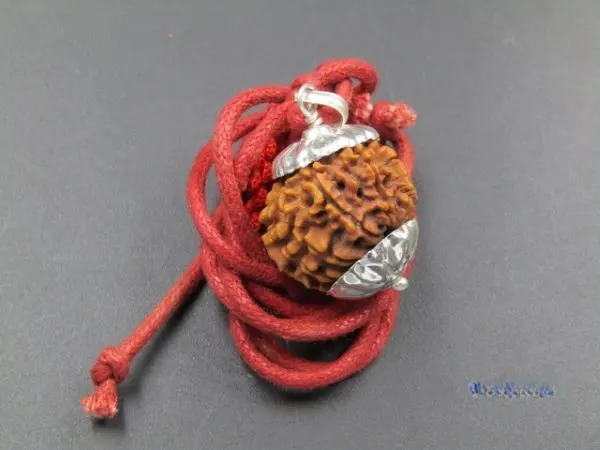 11 Mukhi Rudraksha