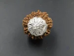 11 Mukhi Rudraksha