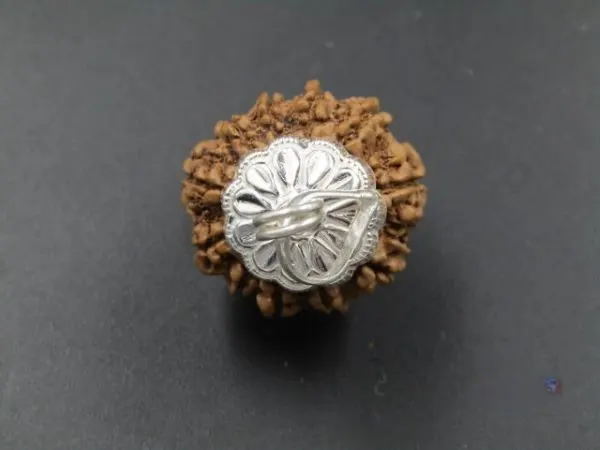 11 Mukhi Rudraksha