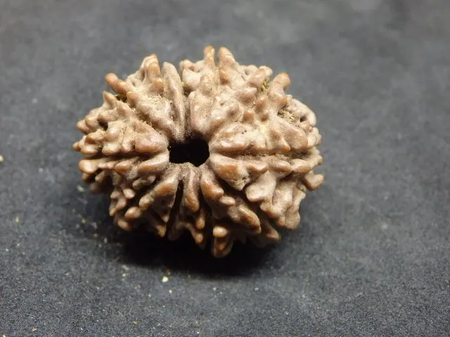 11 Mukhi Rudraksha