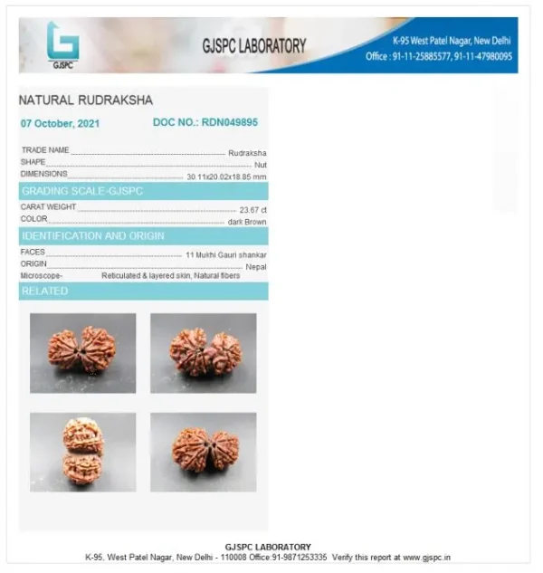 11 Mukhi Certificate