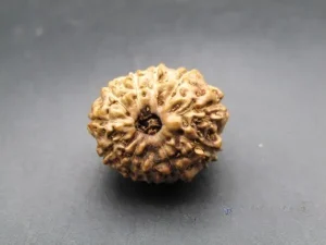 11 Mukhi Rudraksha
