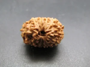 11 Mukhi Rudraksha