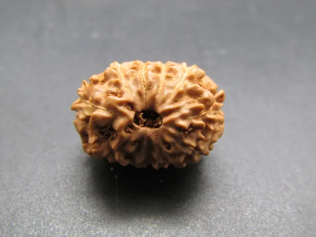 11 Mukhi Rudraksha