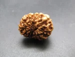 11 Mukhi Rudraksha