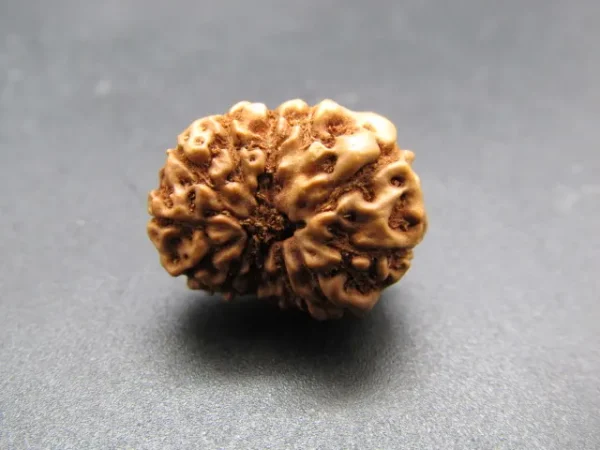11 Mukhi Rudraksha