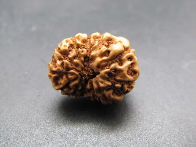 11 Mukhi Rudraksha