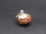 11 Mukhi Rudraksha
