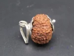 11 Mukhi Rudraksha