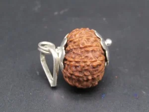 11 Mukhi Rudraksha