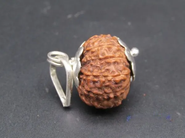 11 Mukhi Rudraksha