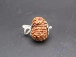 11 Mukhi Rudraksha