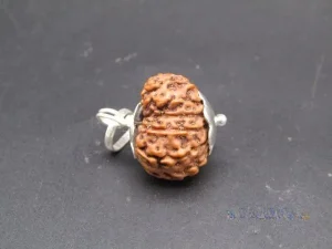 11 Mukhi Rudraksha