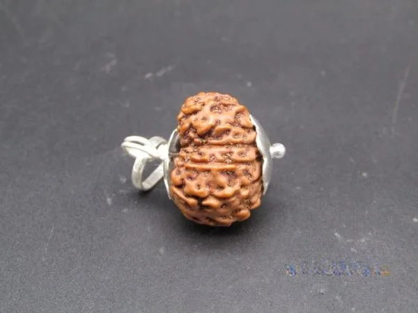 11 Mukhi Rudraksha