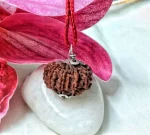 11 Muki Rudraksha
